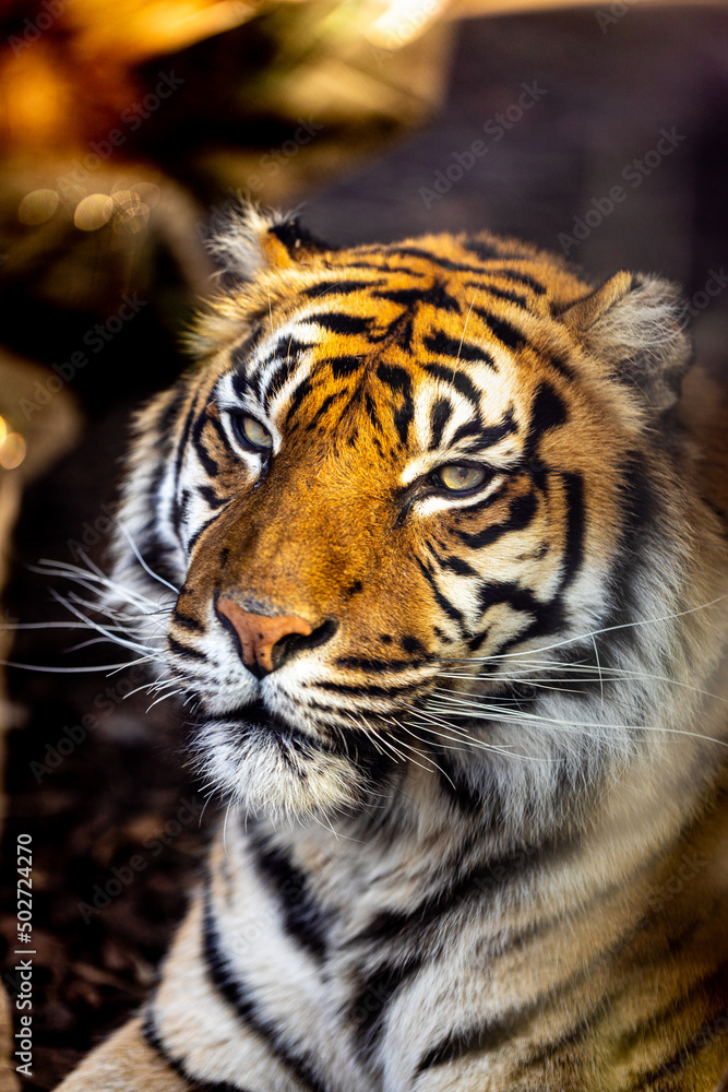 Portrait of a Sumatran Tiger Portrait of a Sumatran Tiger