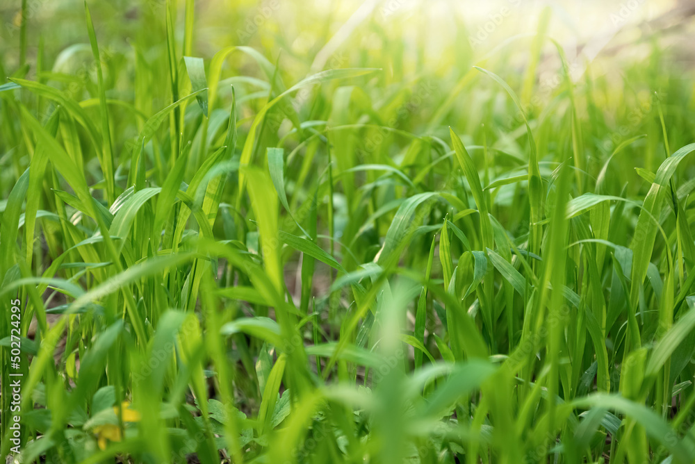Fresh green grass on blurred spring foliage bokeh background Fresh green grass on blurred spring foliage bokeh background