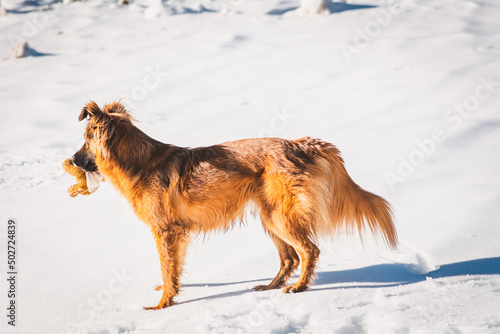 Hund / Winter / Schnee