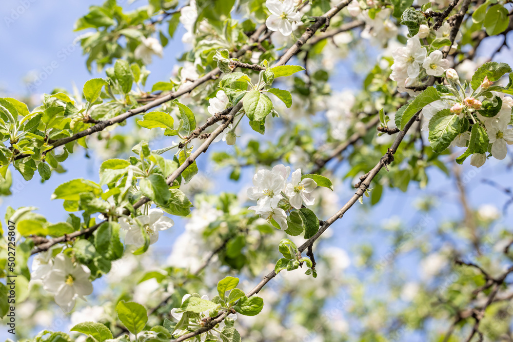 Spring background art with white apple blossom on blue sky background. Beautiful nature scene with blooming tree and sun flare Spring background art with white apple blossom on blue sky background. Beautiful nature scene with blooming tree and sun flare