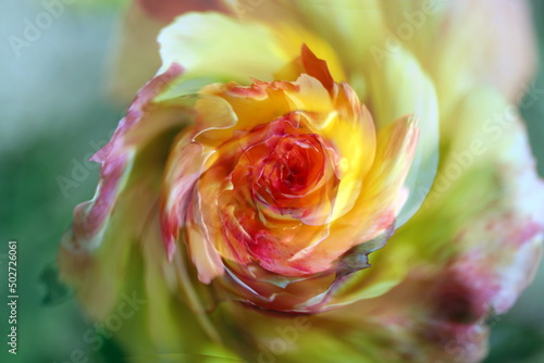 artistic composition of rose flowers with Yin Yang effects,