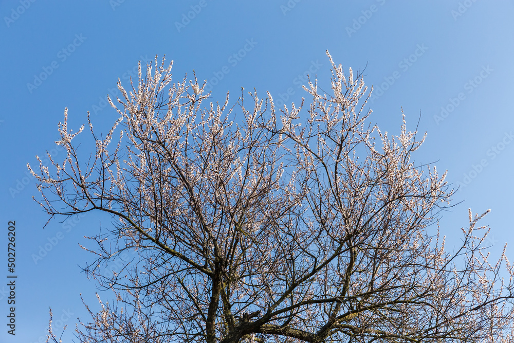 Top of flowering old apricot tree against the clear sky Top of flowering old apricot tree against the clear sky