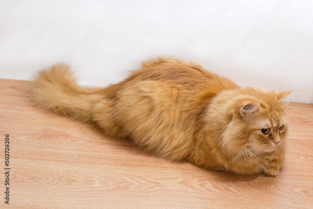 Ginger cat lies on the wooden floor on white background