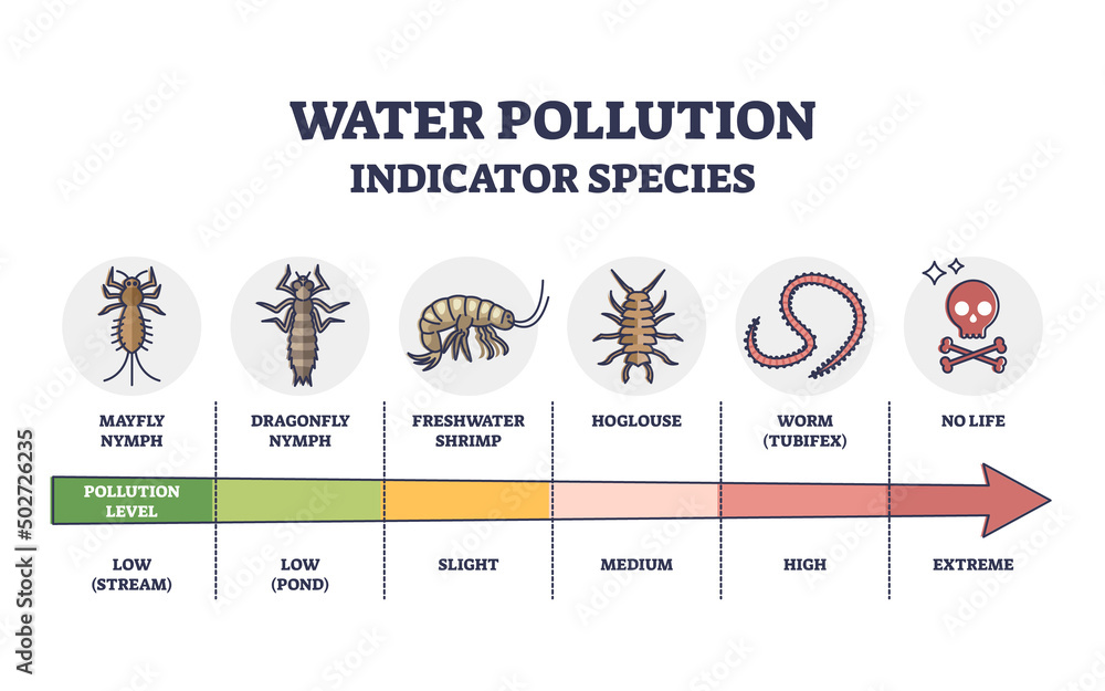 Water pollution indicator species from low to extreme levels outline diagram. Labeled educational scheme with wildlife organisms and creatures living in polluted fauna environment vector illustration. - obrazy, fototapety, plakaty 