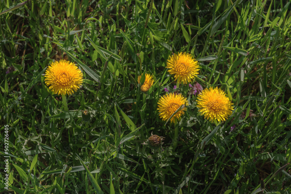 Beautiful flowers of yellow dandelions on a spring day in a meadow in the sunlight. Spring mood. Yellow dandelions in the green grass on a sunny day. Green spring background. Dandelions in the grass. Beautiful flowers of yellow dandelions on a spring day in a meadow in the sunlight. Spring mood. Yellow dandelions in the green grass on a sunny day. Green spring background. Dandelions in the grass.