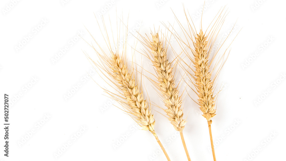 ripe wheat ears isolated on white background. ripe wheat ears isolated on white background.