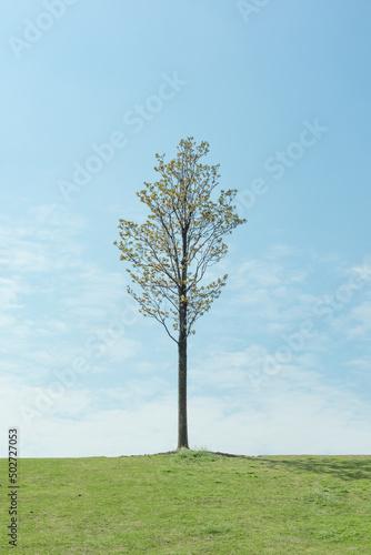 a tree on a meadow with blue sky