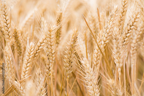  ripe wheat ears field in a summer day.