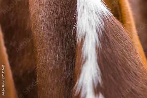 Close-up of brown and white genuine cowhide with long hair. Focus with a shallow depth of field. © Viktor Fedorenko