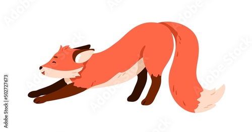 Wild orange fox stretching. Cute funny forest animal with furry fluffy tail, side view. Adorable foxy pup profile. Lovely woodland character. Flat vector illustration isolated on white background
