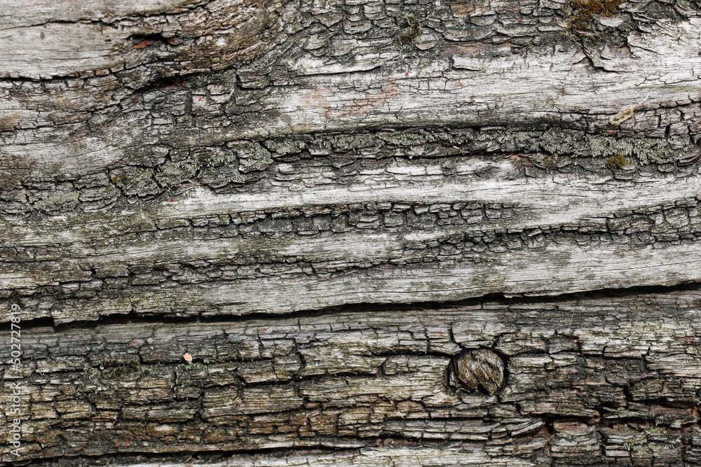 Dried log for wildlife with cracks and knots Dried log for wildlife with cracks and knots
