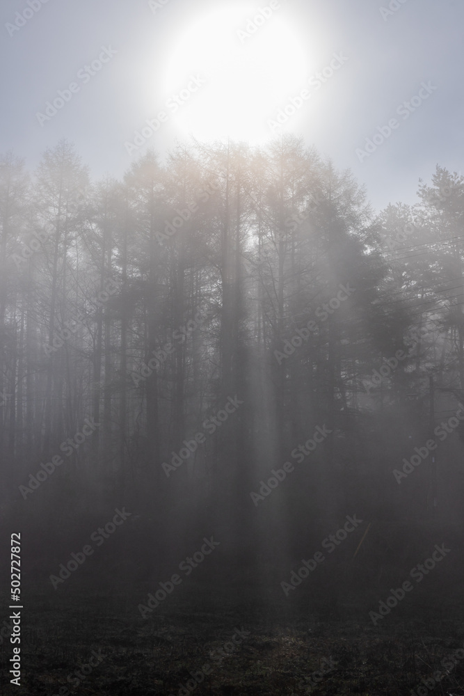 朝霧の忍野の樹林からこぼれる光芒