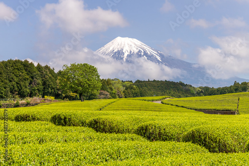 新緑の大渕笹場茶畑から残雪の富士山