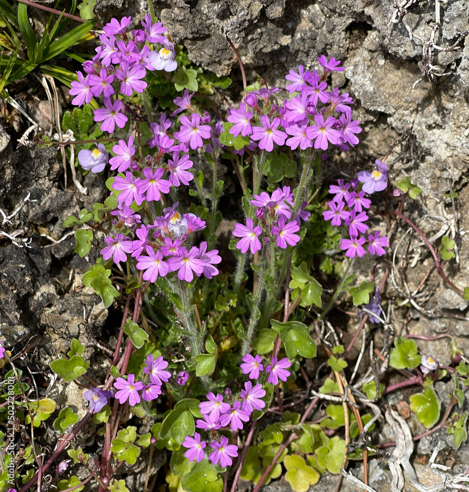 Alpine Balsam, Erinus alpinus