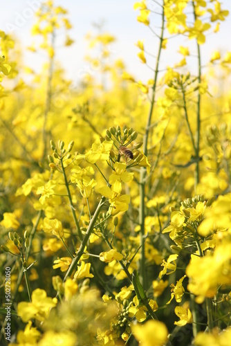 flowers in spring