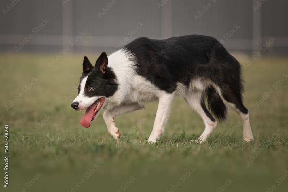 Black and white border collie dog