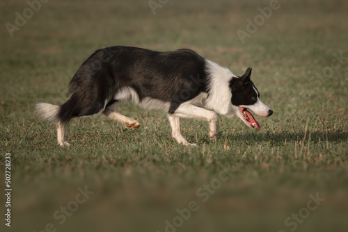 Black and white border collie dog