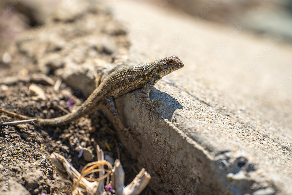 Eastern Fence Lizard (Sceloporus undulatus) sitting on a rock. Eastern Fence Lizard (Sceloporus undulatus) sitting on a rock.