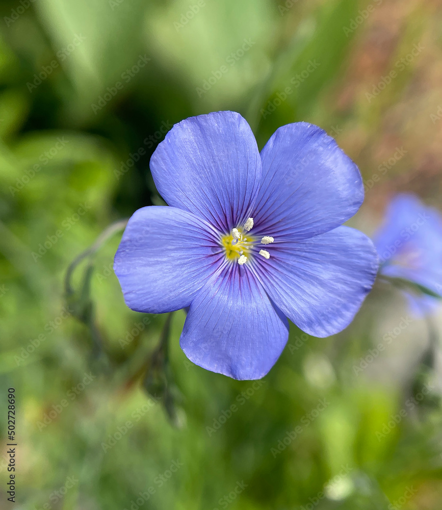 Flax, linum perenne Flax, linum perenne