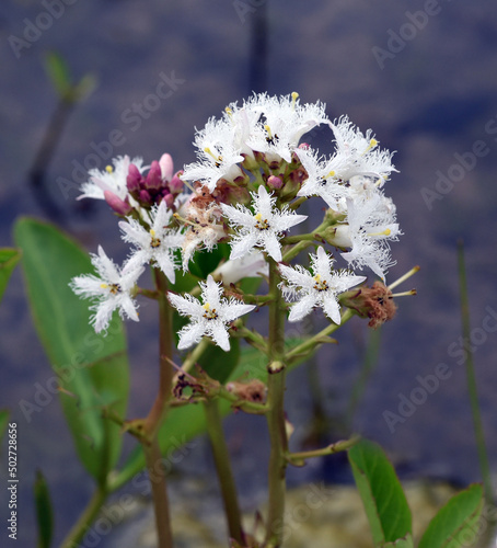 Feverwort, Triosteum, Rosthorni photo