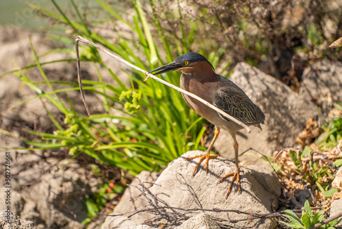 Green heron (Butorides striatus) stands on the shore of the lake with a stick in its beak.