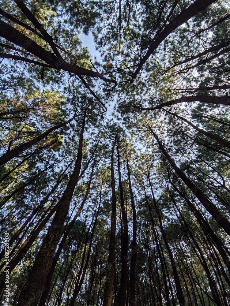 Naklejka premium green forest in the morning