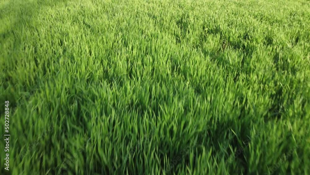 Aerial view on green wheat field in countryside. Field of wheat blowing in the wind on sunset. Young and green Spikelets. Ears of barley crop in nature. Agronomy, industry and food production. Aerial view on green wheat field in countryside. Field of wheat blowing in the wind on sunset. Young and green Spikelets. Ears of barley crop in nature. Agronomy, industry and food production.