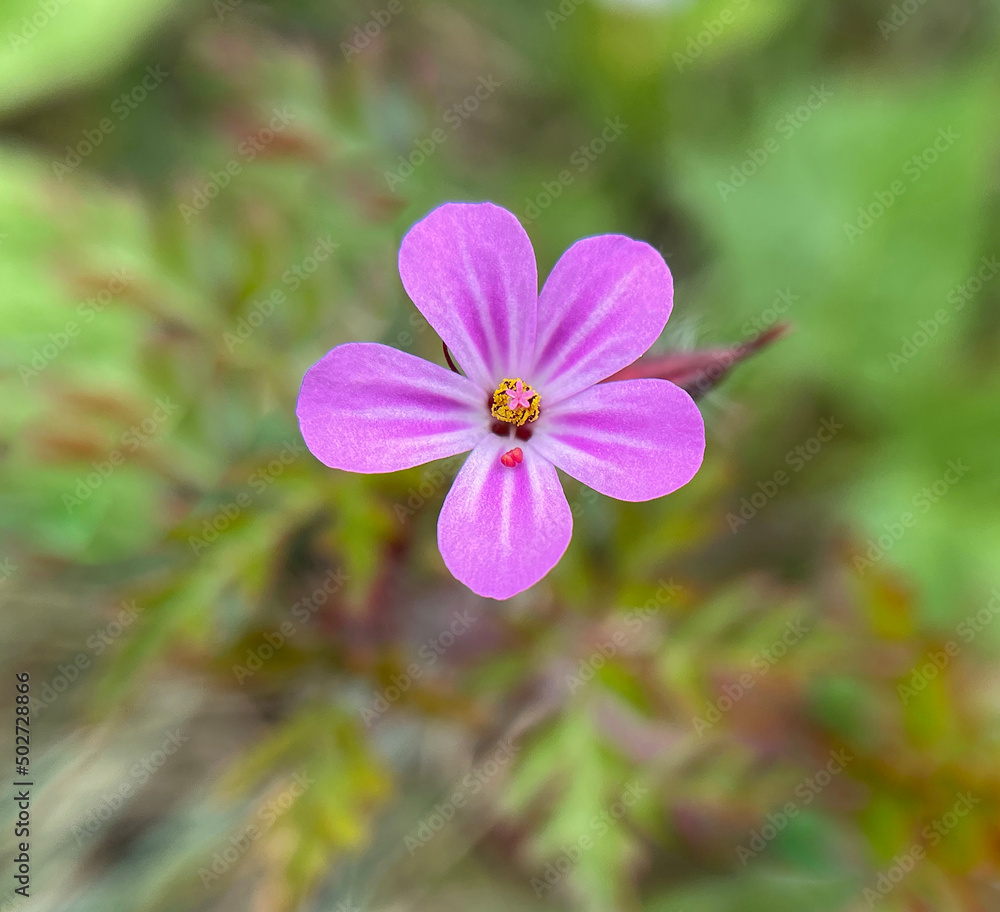 Geranium robertianum Geranium robertianum