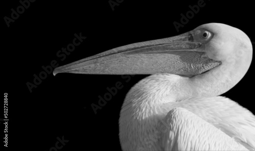 Fotografija Big Beak Pelican Bird On The Black Background
