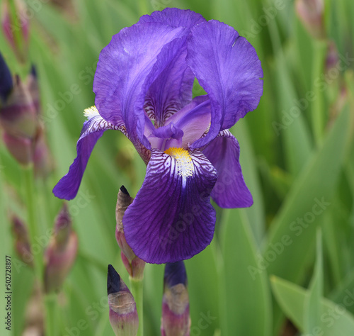 Iris, germanica photo