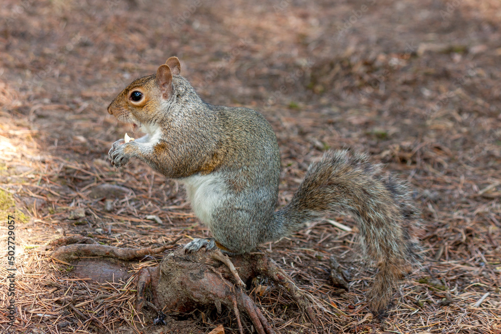 a cute eastern gray squirrel (Sciurus carolinensis), also known as the grey squirrel, a cute eastern gray squirrel (Sciurus carolinensis), also known as the grey squirrel,
