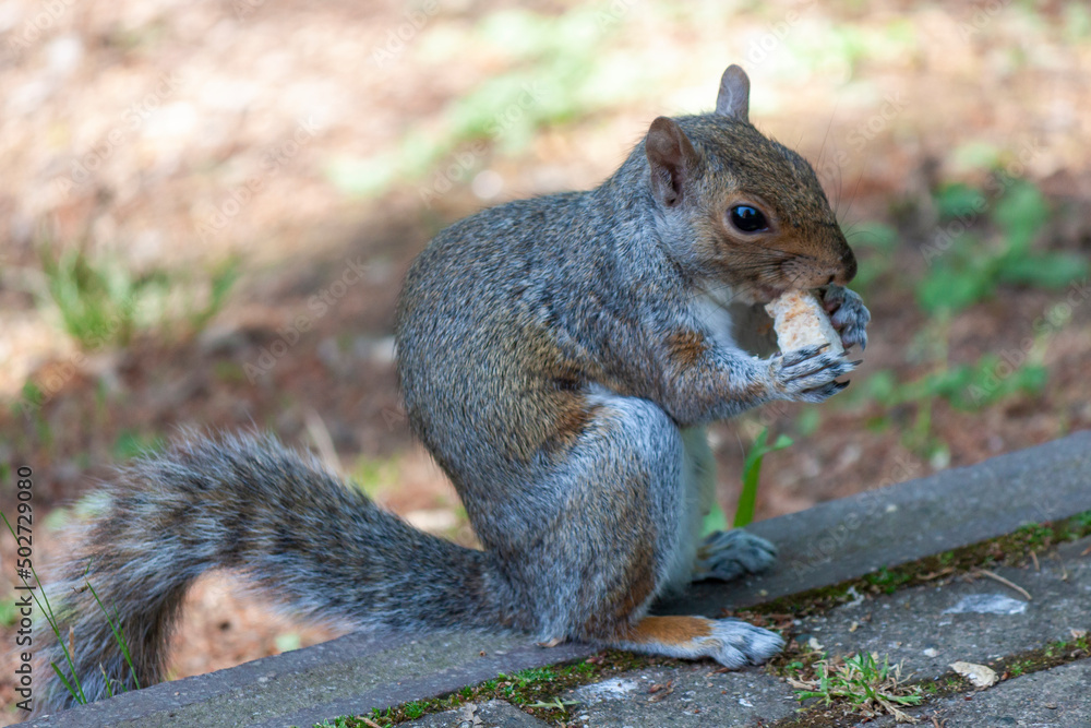 a cute eastern gray squirrel (Sciurus carolinensis), also known as the grey squirrel, a cute eastern gray squirrel (Sciurus carolinensis), also known as the grey squirrel,