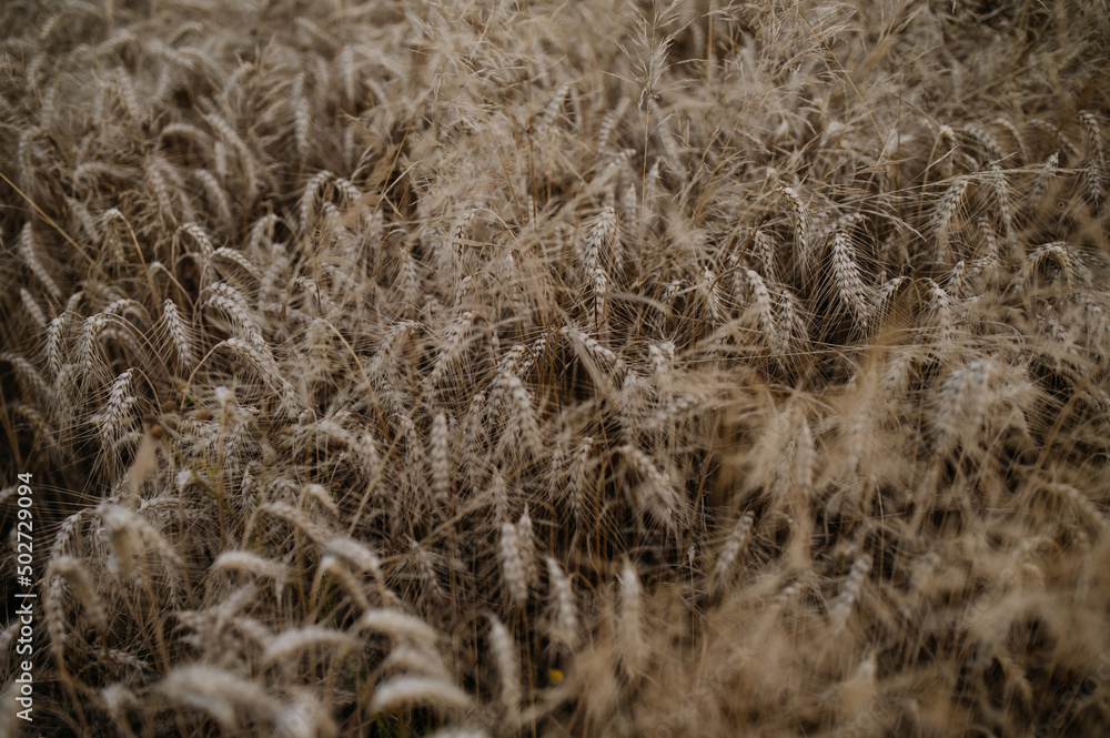 Fototapeta premium Golden ripe ears of wheat in field during summer