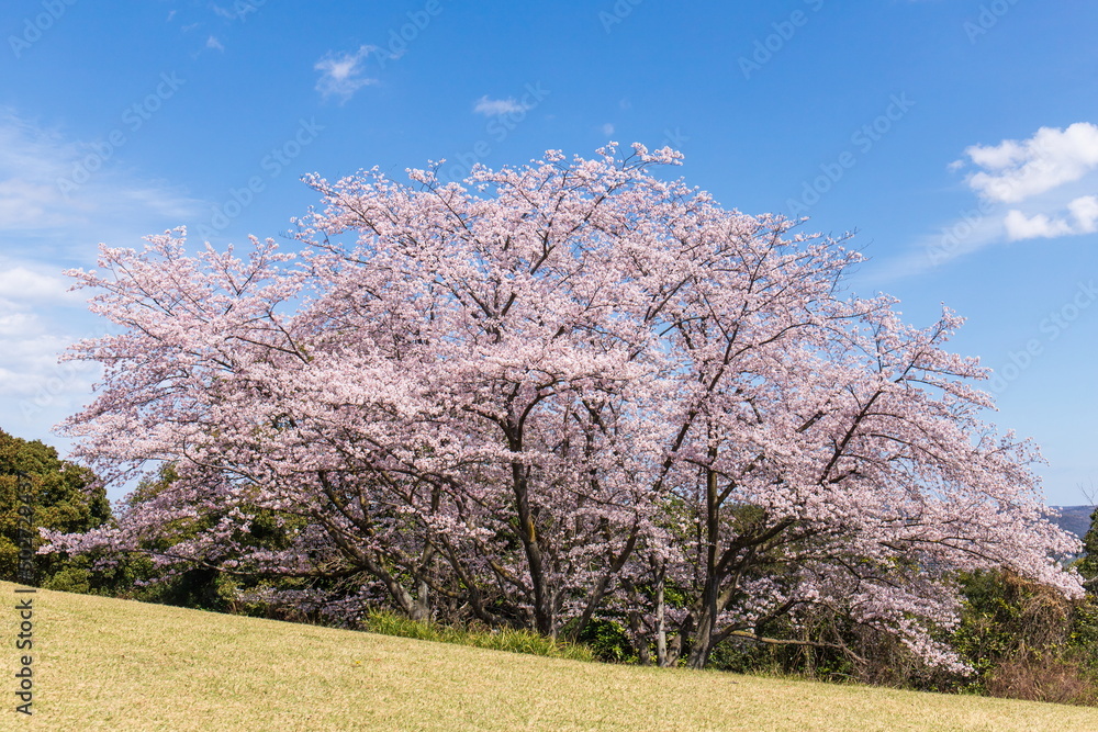 Blooming large cherry trees at the summit of Mt.aonoyama , Shikoku, Japan Blooming large cherry trees at the summit of Mt.aonoyama , Shikoku, Japan