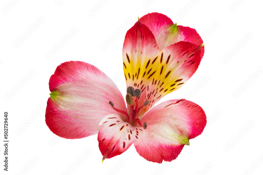 Alstroemeria flower isolated Alstroemeria flower isolated