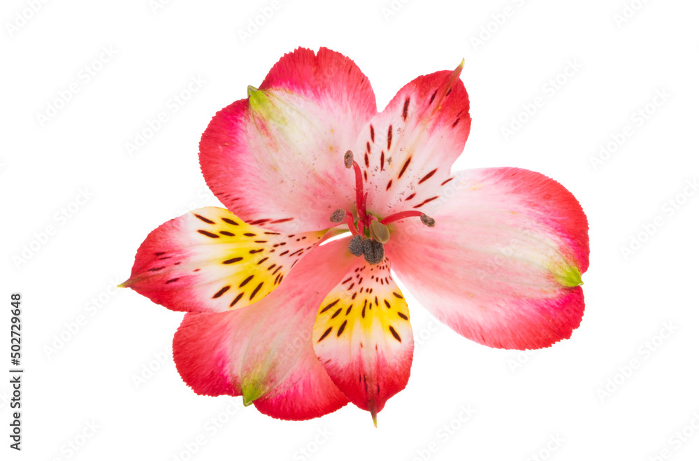 Alstroemeria flower isolated