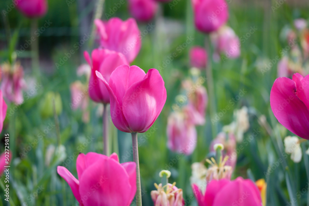 Close up of blooming colorful vibrant pink- purple bouquet tulips in garden with green and fresh atmosphere of spring Close up of blooming colorful vibrant pink- purple bouquet tulips in garden with green and fresh atmosphere of spring