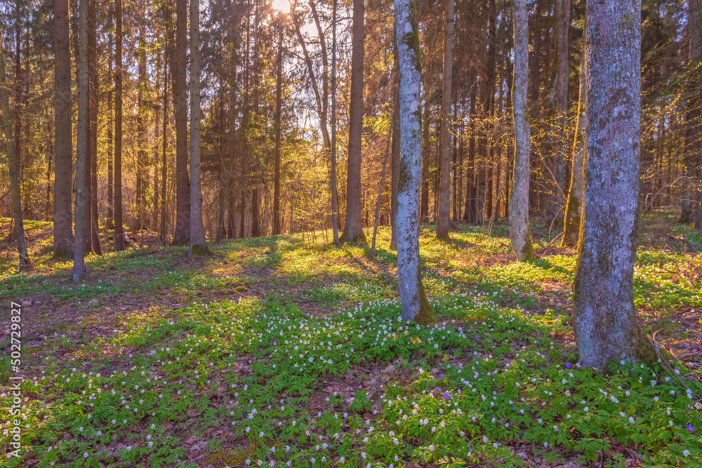 Anemone nemorosa flower in the forest in the sunny day. Wood anemone, windflower, thimbleweed Anemone nemorosa flower in the forest in the sunny day. Wood anemone, windflower, thimbleweed