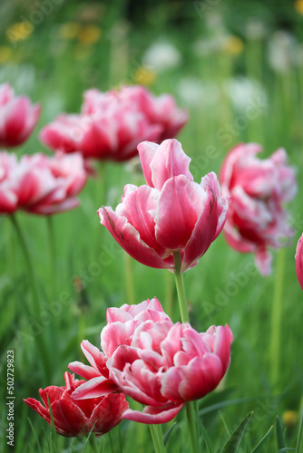 A blooming pink white colorful tulip with green nature and variant colors in background during spring season 
