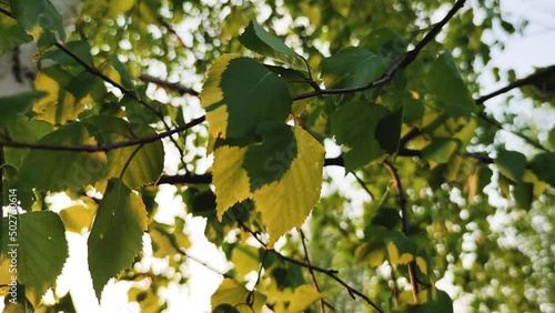 Birch tree branches with green leaves swinging with wind, sun shining on and off through the leaves on summer day. 