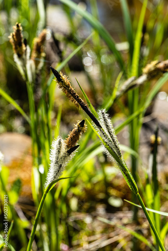 Obraz na plátně Blooming sedge Carex Nigra (Carex melanostachya) on shore of garden pond