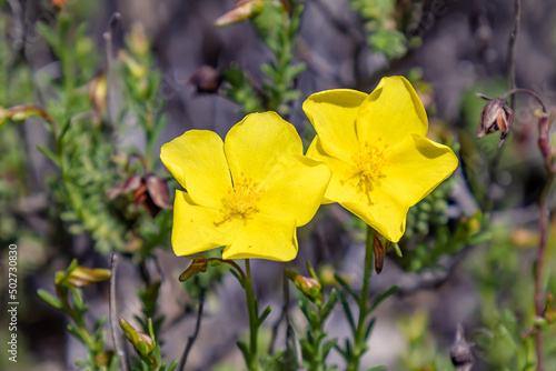 Yellow flowers of Fumana (needle sunrose). It is a small genus of flowering plants in the family Cistaceae. Fumana ericoides (Cav.) Gandg.,  Fumana procumbens or ericifolia photo