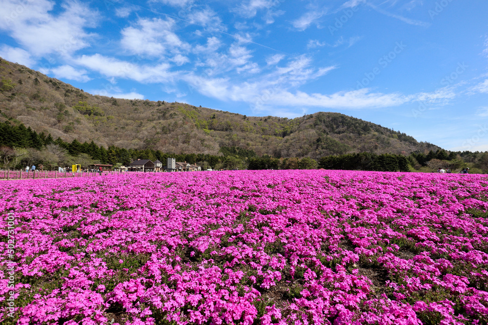 【日本】富士の芝桜