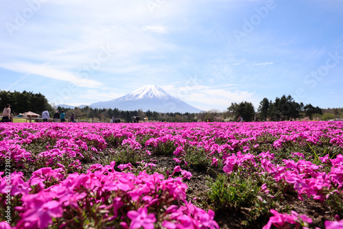 【日本】富士の芝桜