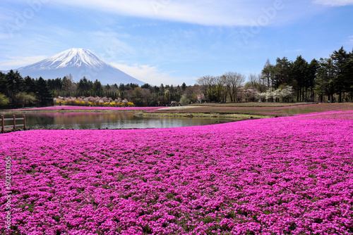 【日本】富士の芝桜