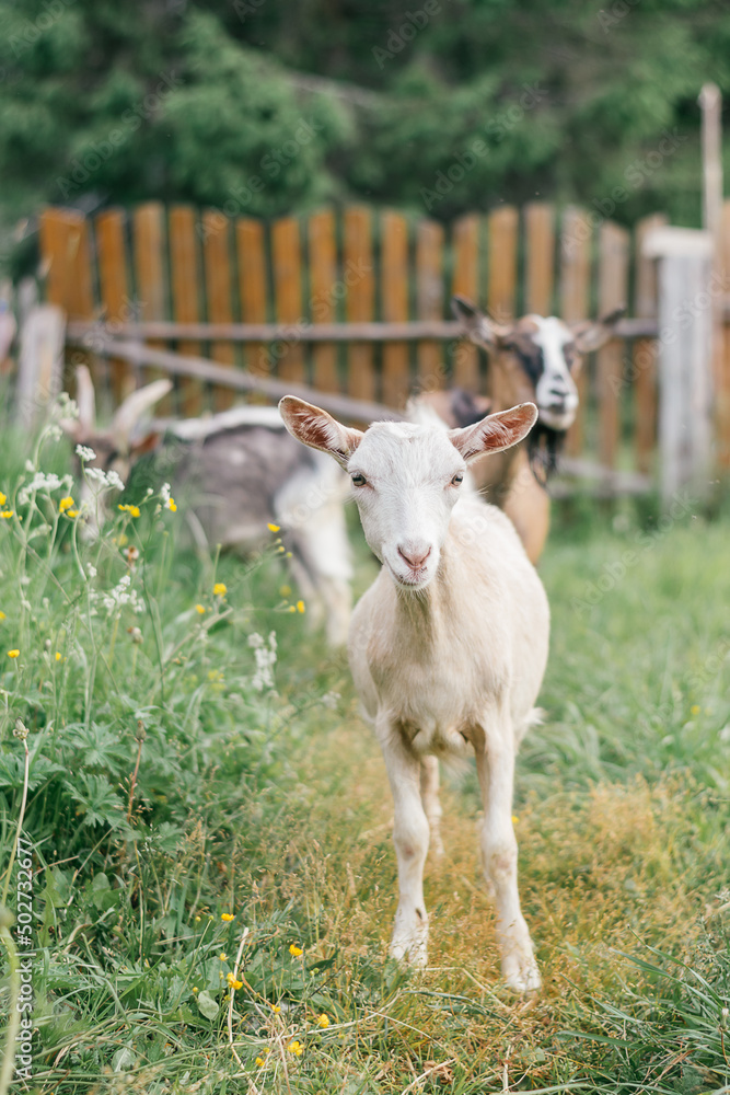 Goats of different colors graze in the backyard of the farm.Summer, rural simple life, positive vibes. Goats of different colors graze in the backyard of the farm.Summer, rural simple life, positive vibes.