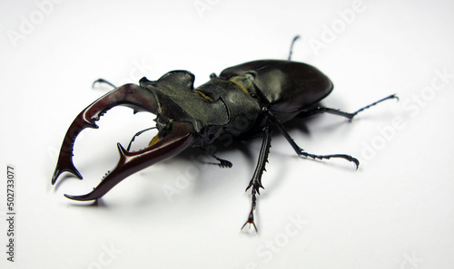 Giant stag beetle Lucanus cervus isolated. Very big horn. Lucanidae. Collection beetle. Coleoptera. Entomology.