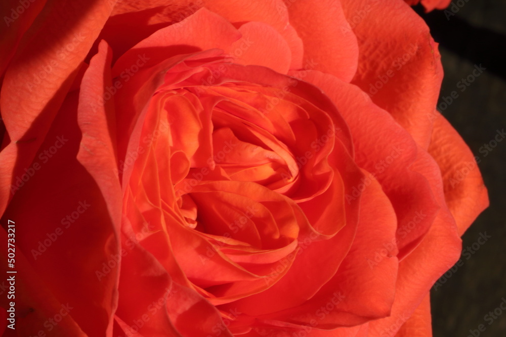 red rose closeup red rose closeup