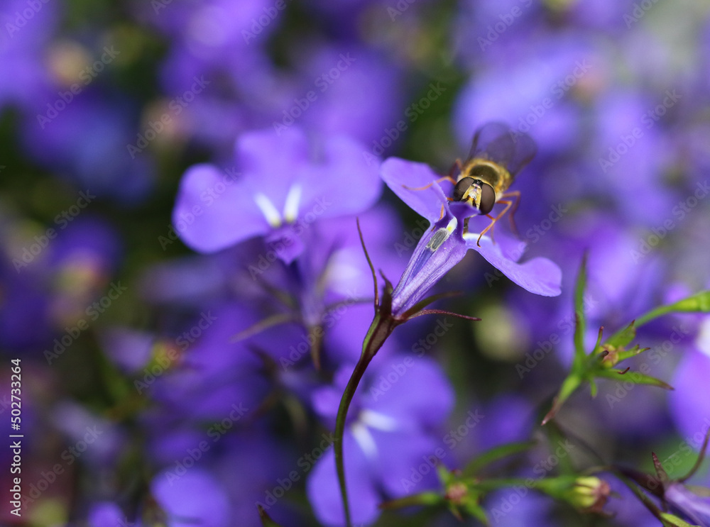 Hover fly on purple flower
