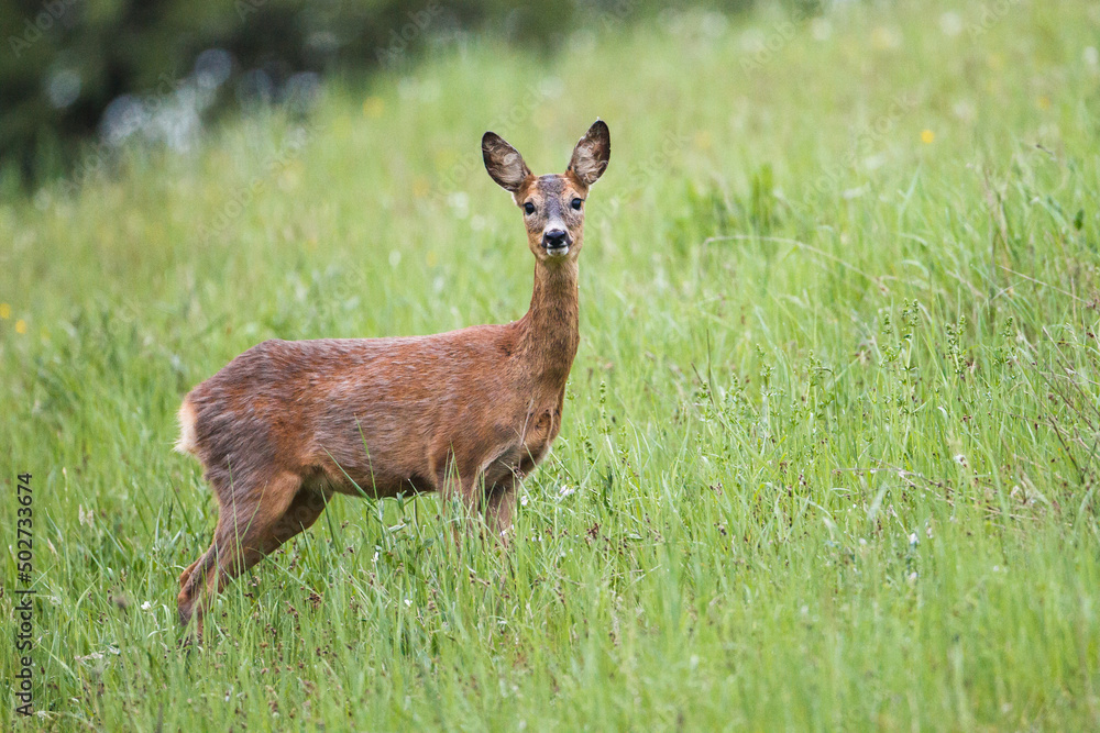Eine Ricke sichert auf einer Frühlings Wiese in Richtung Kamera Eine Ricke sichert auf einer Frühlings Wiese in Richtung Kamera